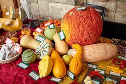 Fotó: Budai Arborétum