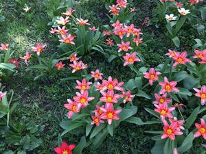 Tavaszkert Dísznövény 2019 Szakkiállítás és Vásár