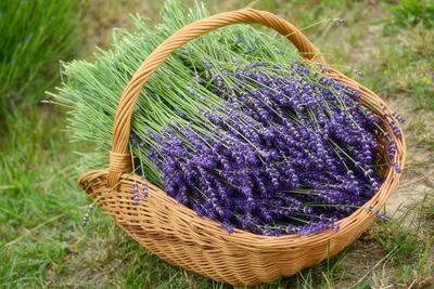 Kőröshegyi Levendulás