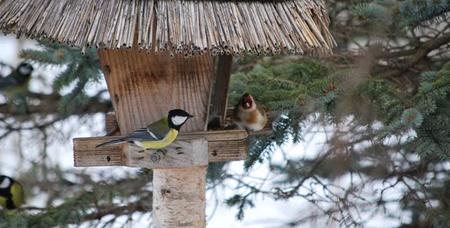 Madarak és Fák napja, Kaszópuszta