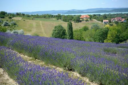 Kőröshegyi Levendulás