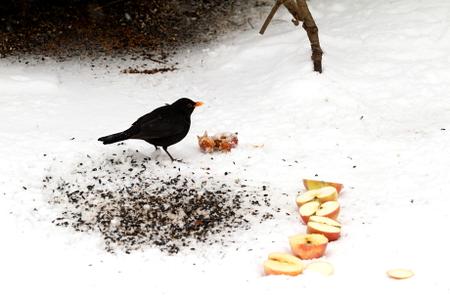 Legyen madárbarát a kertünk!