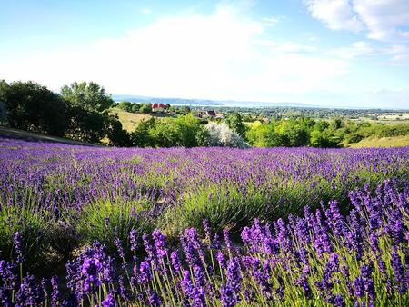 Kőröshegyi Levendulás