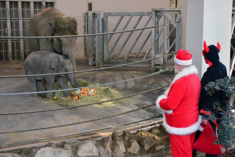 Advent az Állatkertben