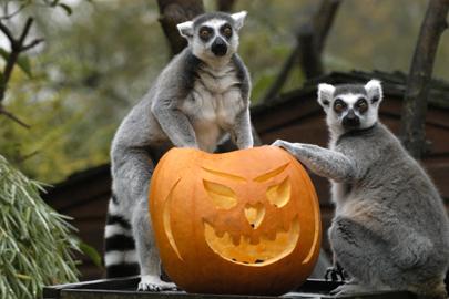 ZooZombi Go”, Halloween a győri állatkertben