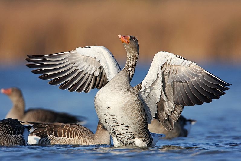 Tatai Vadlúd Sokadalom