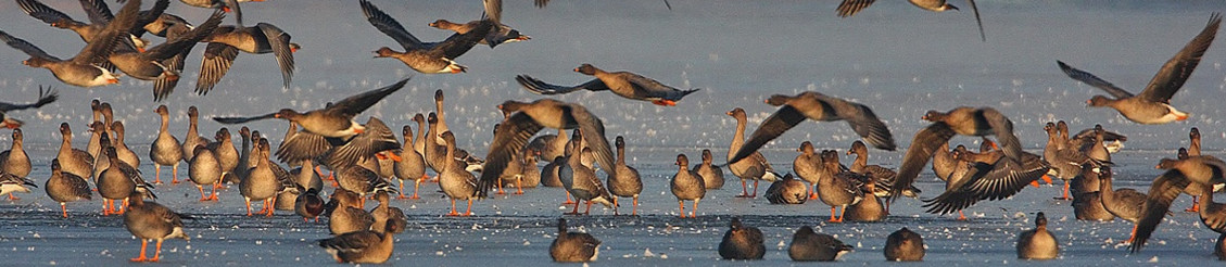 Tatai Vadlúd Sokadalom