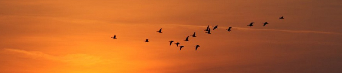 Tatai Vadlúd Sokadalom