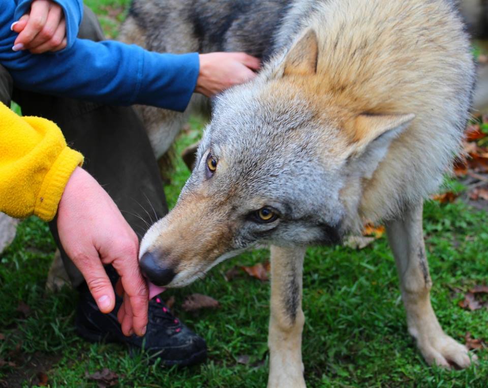 Látványetetés a Veresegyházi Medveotthonban