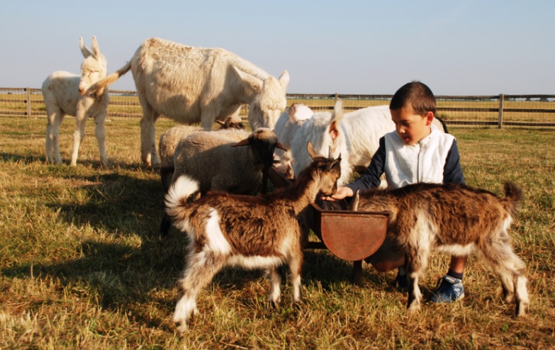 Farsang a Pusztai Állatparkban